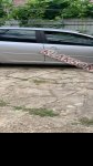 продам Volkswagen Golf в пмр  фото 4