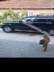 продам Honda CR-V в пмр  фото 3