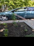 продам Nissan Primera в пмр  фото 1